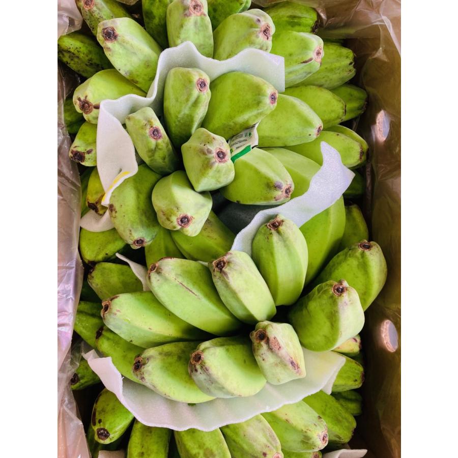 サババナナ SABA BANANA 5房前後 約10kg フィリピン産 調理用バナナ 料理用バナナ 野菜バナナ