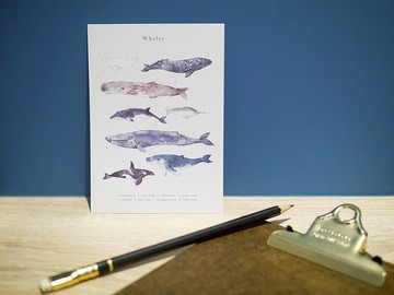 鯨魚 動物 明信片
