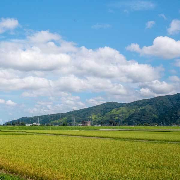 [石川米 令和4年産] 無洗米 石川県産 ひゃくまん穀 5kg ピロータイプ平袋入 日本全国銘米シリーズ 白米 お米 おいしい 堀商店 ギフト対応 送料無料