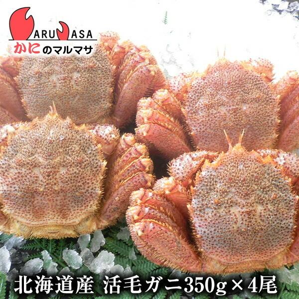 活毛がに 350g 4尾セット 北海道産 極上毛ガニ お歳暮 ギフト お土産 通販 あすつく北海道