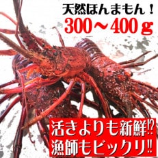 活き〆伊勢海老300～400g(1～2尾)天然高知県産　刺身OK!誰でも簡単調理説明書付き。