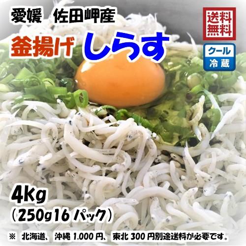 釜揚げしらす 4kg (250g×16p） 冷蔵便 愛媛 佐田岬産 浜から直送 無添加・無着色 送料無料  浜から直送 北海道・沖縄・東北は別途送料