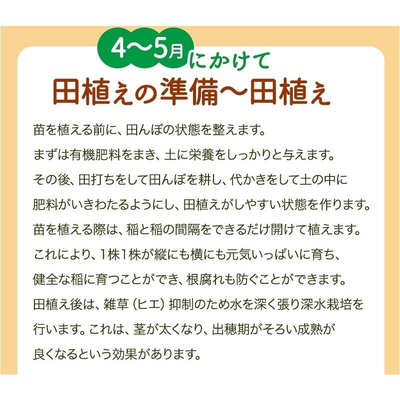 無農薬 玄米 米 2kg 無農薬 ミルキークイーン 極 令和5年福井県産 新米入荷 送料無料 無農薬・無化学肥料栽培