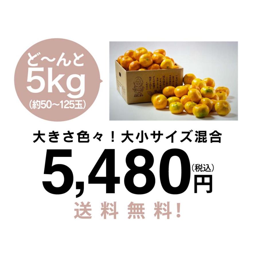 みかん 温州みかん 5kg 送料無料 ＜12月上旬より出荷予定＞ サイズ混合 小玉あり 柑橘 訳あり 小粒 甘い 蜜柑 産地直送 農家直送