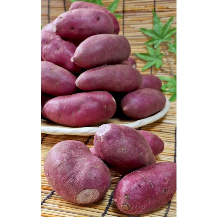 パープルスイートロード 紫芋 約5kg 千葉県産中心 JA共撰品中心 ホクホクの食感と上品な甘さ！お菓子作りにも人気のさつまいも