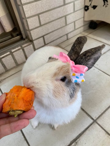 Q1-手工寵物生日帽子寵物髮飾頭套兔兔牽繩衣配件兔子花圈