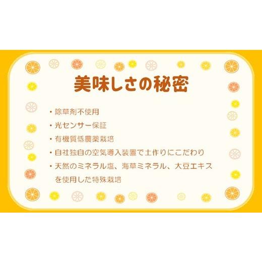 ふるさと納税 熊本県 玉名市 不知火 熊本玉名産 5kg