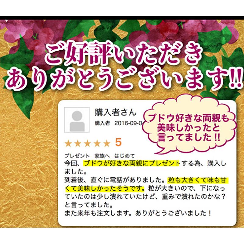 2024年分予約 岡山産 ぶどう ピオーネ 1kg 2房 赤秀 化粧箱入 贈答用 特選品 ブドウ 葡萄 産地直送 SSS