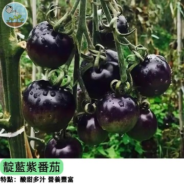 【花青素爆表】靛藍紫番茄種子 紫色小番茄 高抗病 陽台盆栽可種 水果界藍寶石 生吃沙拉 獨特風味 台灣現貨