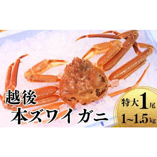 ふるさと納税 新潟県 糸魚川市 〈期間限定〉越後 本ズワイガニ 特大1尾 1~1.5kg 姿 糸魚川産 浜茹で 鮮度が命！茹でたて直送 ずわいがに かに 蟹 魚正 国産 日…