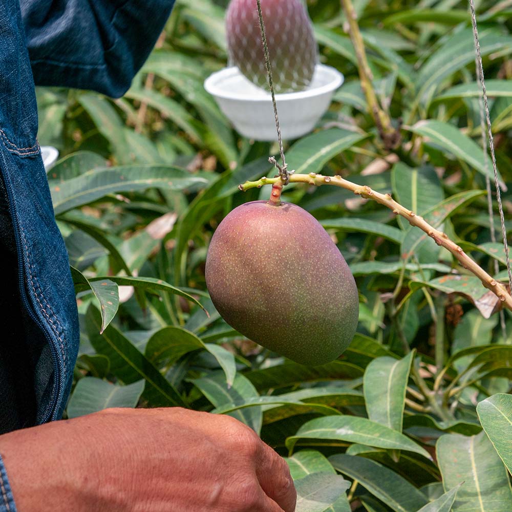 南風原農園　家庭用アーウィンマンゴー1.5kg