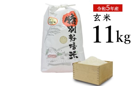 安八町産 ハツシモ (ぎふクリーン米)11kg 令和5年産