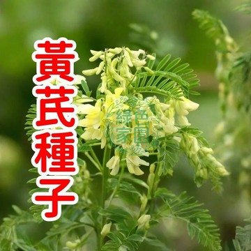 台灣-24H-發貨[【黃芪種子】 🔥天然黃芪種子🔥 高發芽率、純淨無污染，自種中藥材首選！養生保健必備，限量搶購中！