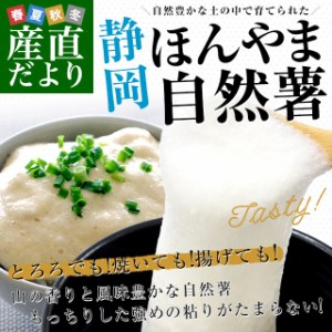 静岡県 JA静岡市 本山自然薯 ほんやまじねんじょ 1本物 Lサイズ 1本入り 送料無料 山芋 やまいも とろろ