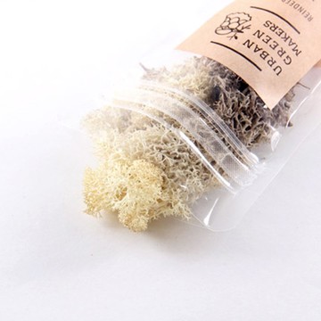 馴鹿最喜歡的植物 - Moss 馴鹿苔 / 天然色