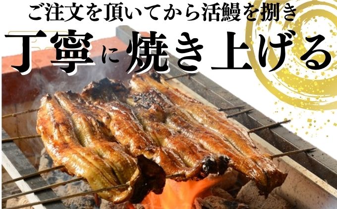 うなぎ 食べ比べセット 蒲焼き 白焼き 各1尾 国産 三河一色産