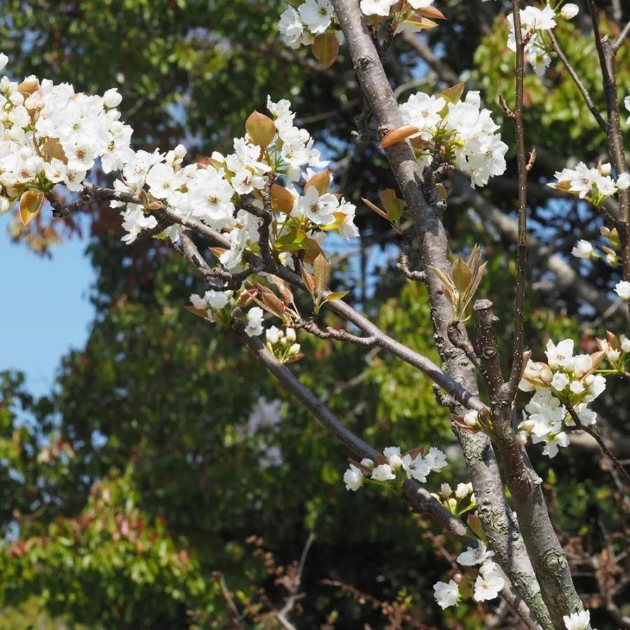 梨の苗木 あきづき