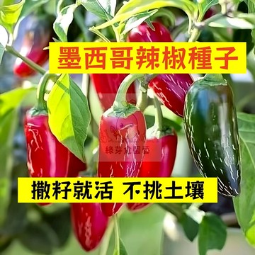 🌱早熟高產 🌶️墨西哥辣椒種子LJ-29 不挑土壤分枝強壯 生長勢快 抗病性強 燈籠椒 泡椒 易種植田栽庭院盆栽蔬菜種子
