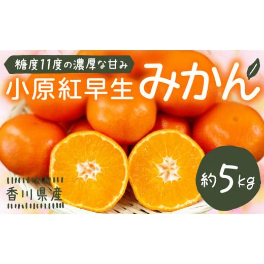 ふるさと納税 香川県 さぬき市 小原紅早生みかん 約5kg 小原紅早生 みかん 国産 さぬき市 ミカン 果物 フルーツ 旬 【みかんジュース みかんゼリ…