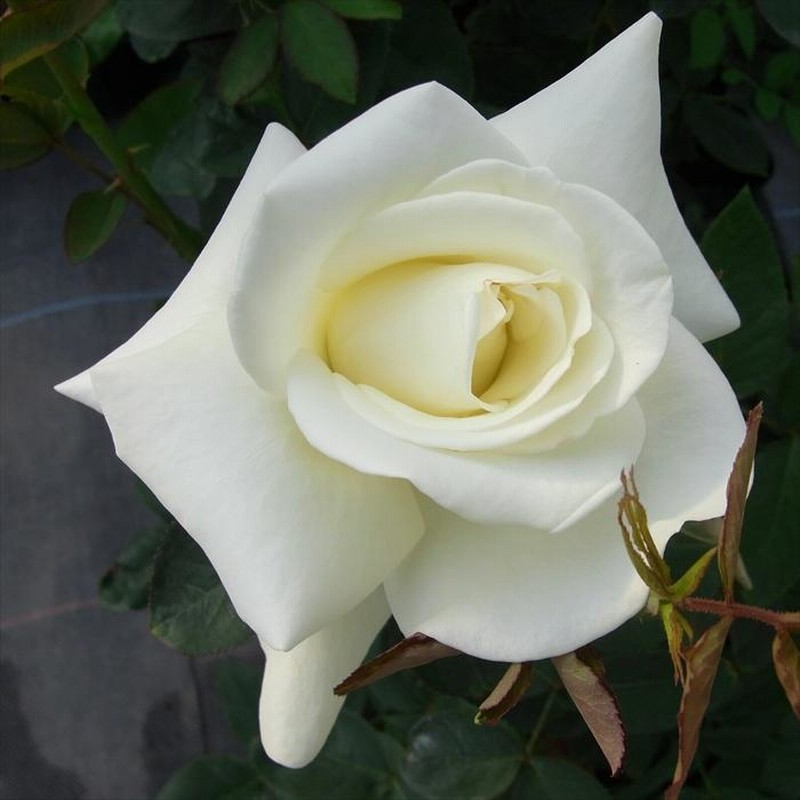 予約販売 バラ苗 バラ大苗 大輪 ジョンF.ケネディ 四季咲き 薔薇