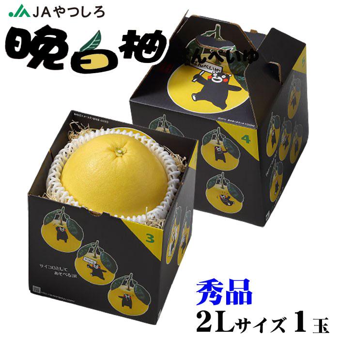 お歳暮 みかん 晩白柚 ばんぺいゆ 秀品 2Lサイズ 1玉 1.8kg 熊本県産 JAやつしろ 化粧箱入り 柑橘　蜜柑 ギフト お取り寄せグルメ