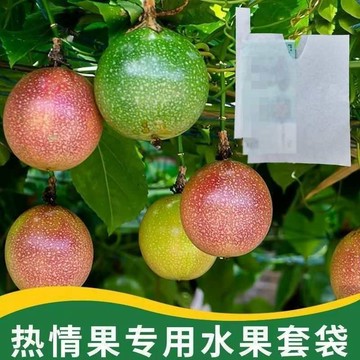 🔥臺灣熱賣⚡️熱情果套袋專用袋百香果紙袋春見柚柑橘防水防曬防蟲水果保護袋🎉