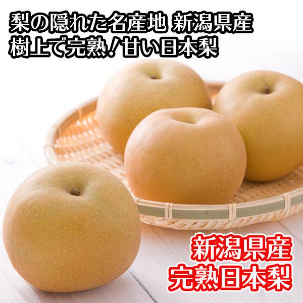 完熟 梨 3kg前後 新潟県産 ナシ フルーツ 旬 果物 梨 幸水 豊水 新高 あきづき 新興 愛宕 ギフト 産地直送 お見舞い 産直 プレゼント