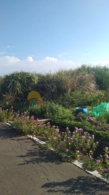 何凌萱✅觀音金湖農地樂活快樂小農場｜桃園市觀音區金湖段