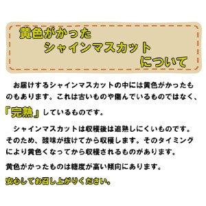 ぶどう 2024年 先行予約 岡山 名産  晴王 シャイン マスカット たっぷり2kg！9月上旬以降順次発送 ギフトにも ブドウ 葡萄  岡山県産 国産 フルーツ 果物