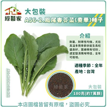 【綠藝家】大包裝A56-2.鳳尾春芥菜(素華)種子 180克(約7萬顆) (鹽漬風味特佳) //耐暑、耐寒