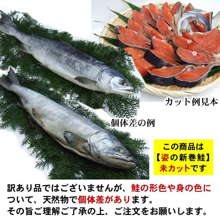 送料無料 北海道産 新巻鮭 姿1匹 1.4ｋｇ前後 化粧箱入り 冷凍 未カット品 ギフト