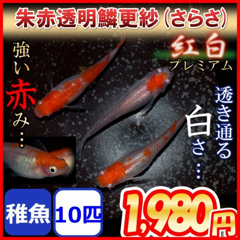 更紗 紅白めだか 稚魚10匹 更紗メダカ 通販 Lineポイント最大get Lineショッピング