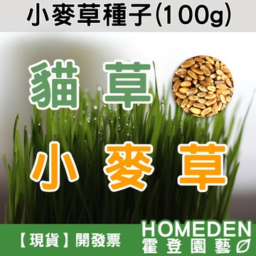 【隔日到貨】小麥草種子 100g 貓草 小麥草 貓草種子 兔草 鼠草 貓草 貓零食【HOMEDEN霍登園藝】