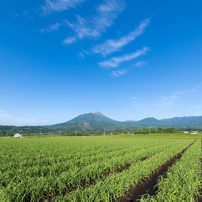 ふるさと納税 高原町 黒にんにく　特産品番号350