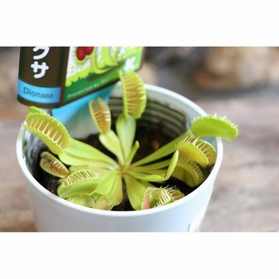 ラスト1台 600×300×300食虫植物・観葉植物・昆虫・爬虫類の飼育