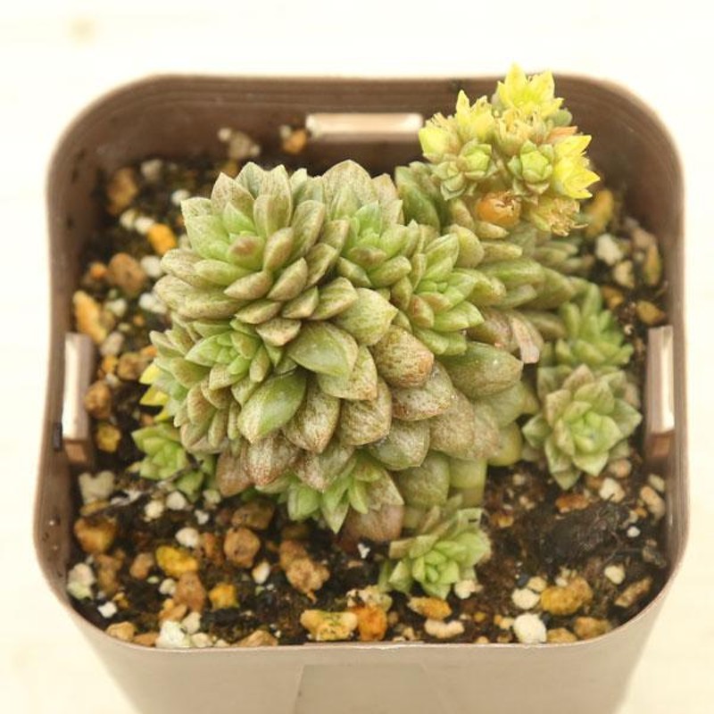 多肉植物 セダム 斑入りリトルゼム 7.5cmポット苗 | LINEショッピング