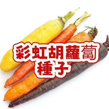 彩虹胡蘿蔔種子 台灣現貨 七彩蘿蔔 彩虹蘿蔔 觀賞食用 家庭菜園 陽台盆栽 四季可種 新手友善 耐熱易栽 鮮採種子