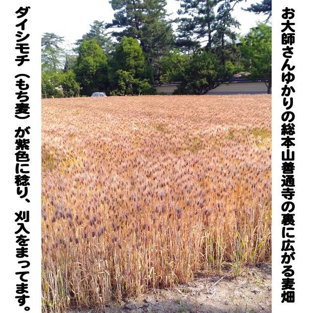 うどん県善通寺産のダイシモチ（もち麦）2キロ