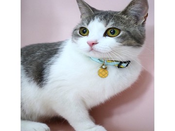 【iC原創】手工貓狗無聲項圈夏日風菠蘿