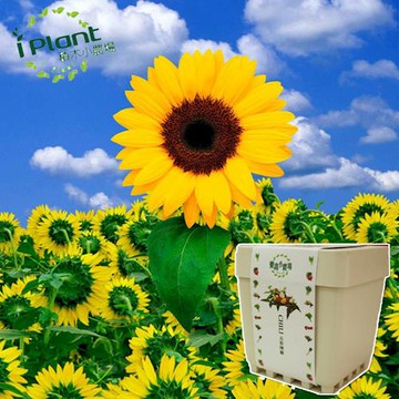 任-iPlant積木開心小農場樂活盆栽(向日葵)