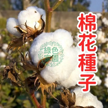 居家栽培觀賞棉花籽 播種材料 白色花朵 可收成棉絮 療癒植栽 田園風 陽臺盆栽 綠化植物 自種體驗 親子同樂 教學素材