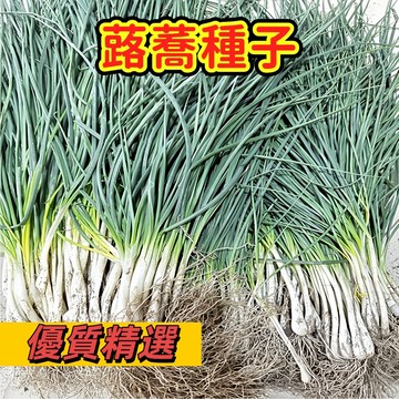 【台灣現貨】蕗蕎種子 らっきょう／辣韭 野生山韭菜蕎頭水晶藠頭 農家自留種 當季播種中藥材植物種子 蔬菜種籽