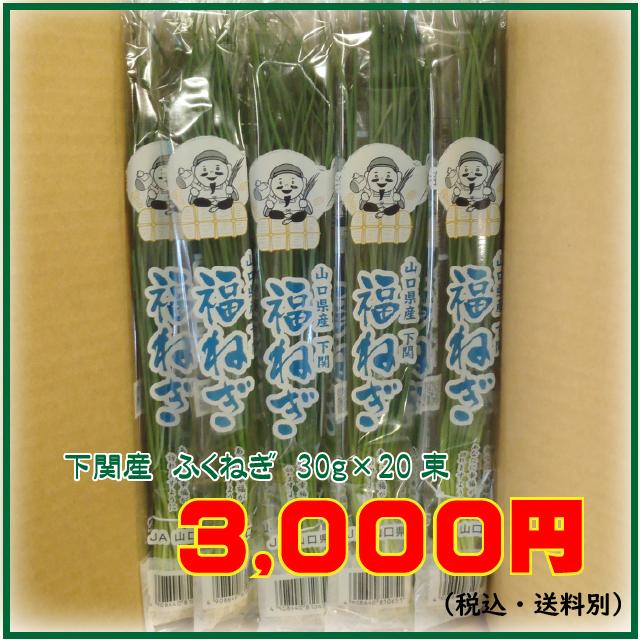 下関産 ふくねぎ 30g×20束