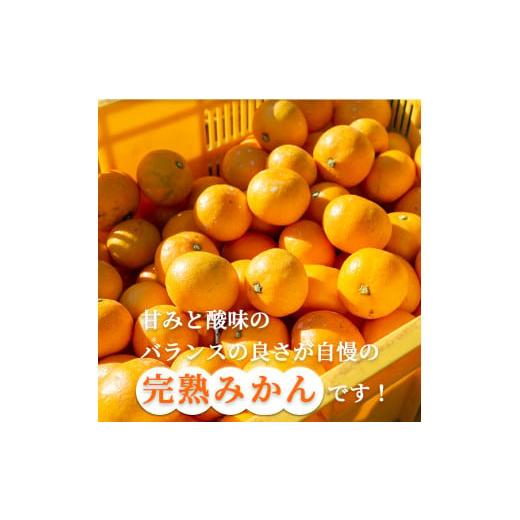 ふるさと納税 和歌山県 広川町 樹上完熟有田みかん　約10kg※2023年11月中旬〜2024年1月中旬頃に順次発送予定※着日指定不可