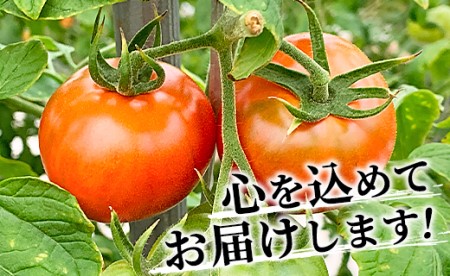 夜須町産フルーツトマト 2kg箱入り トマト フルーツトマト 野菜 贈り物 箱入り ga-0005