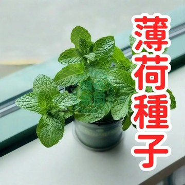 💥蝦皮熱銷💥【薄荷種子】 超高發芽率易種植  香氣清新濃郁  陽臺盆栽廚房綠化  園藝新手必備  居家香草植物首選