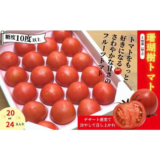 ふるさと納税 徳島県 小松島市 珊瑚樹トマト　S特選 約1kg※2024年春発送＜５月中旬発送＞