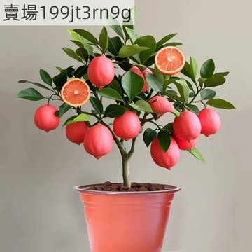 現貨 新品種檸檬種子大全（100粒） 四季黃金檸檬種子 香水檸檬種子 無籽青檸種子台灣無籽香水檸檬 四季種植 新手易種