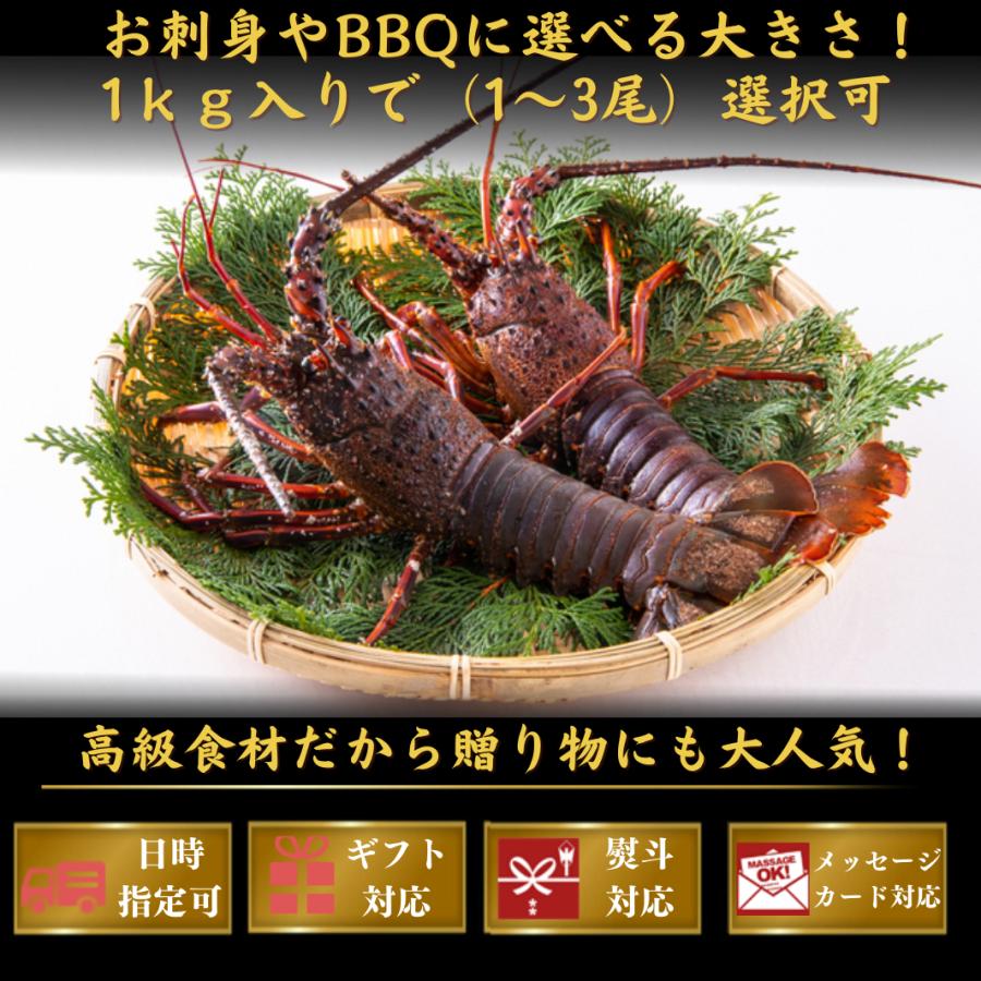 高知県産 天然 伊勢海老 1kｇ（選べる1〜3尾）お刺身 冷凍 海鮮 BBQ おせち