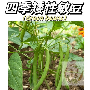 （四季矮性敏豆種子）無藤蔓，長勢強，生長迅速，莢長約15公分，莢質嫩無筋，花期集中，播種約45天即可採收。
